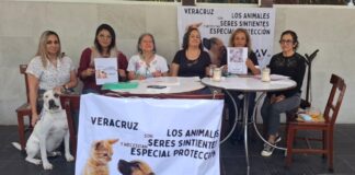 Animalistas lanzaron la campaña “Seres Sintientes” en Veracruz.
