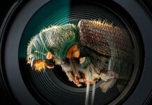 Imágenes ganadoras del Concurso de Fotografía Científica UNAM 2025.