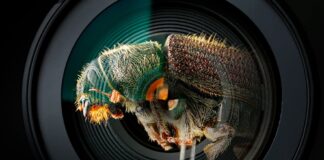 Imágenes ganadoras del Concurso de Fotografía Científica UNAM 2025.