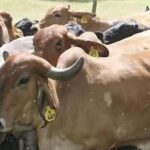 Suspenden movilización de ganado bovino en 26 municipios del sur de Veracruz por alerta sanitaria.