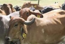 Suspenden movilización de ganado bovino en 26 municipios del sur de Veracruz por alerta sanitaria.