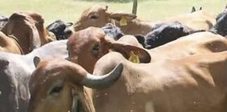 Falso que el gusano barrenador se transmita por la carne: SADER