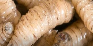 Reportan primer caso de gusano barrenador en humano en EE.UU.