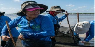 Las chelemeras, mujeres regeneradoras del manglar en Yucatán.