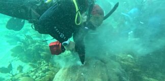 Alumna de posgrado UV estudia blanqueamiento de los arrecifes de coral.