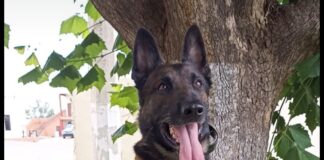 Unidad Canina K9 de SSP gana Primer Lugar Nacional por Excelencia.