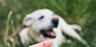 Alertan sobre rickettsiosis y sus complicaciones .