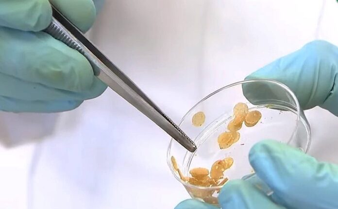 IPN bioinsecticida