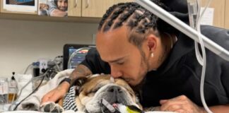 Roscoe, el bulldog que detuvo a Ferrari y a Hamilton.