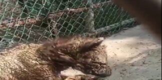 Caso de la osa negra de La Pastora evidencia irresponsabilidad de PROFEPA: AZCARM