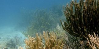 La defensa de los arrecifes veracruzanos .