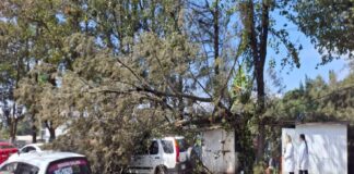 Reportan caídas de arboles en Xalapa y Coatepec por fuertes vientos .