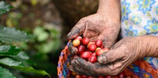 Día Internacional del Café: Veracruz, tierra de riqueza cafetalera y motor de turismo.