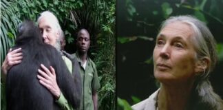 Jane Goodall, la mujer que escuchó a los chimpancés y transformó la ciencia, la ética y la esperanza