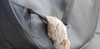 Raro espécimen de murciélago migratorio es localizado en el centro histórico de Xalapa