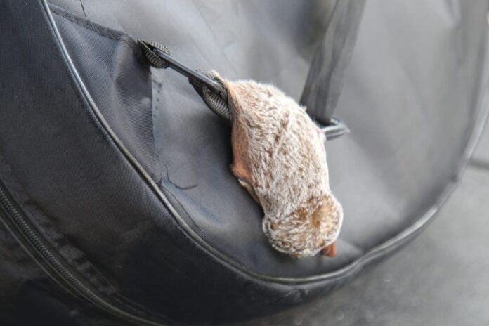 Murcielago Migratorio