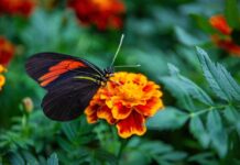 Invita Ayuntamiento de Xalapa al Mercado Ornamental Itinerante