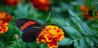 Invita Ayuntamiento de Xalapa al Mercado Ornamental Itinerante