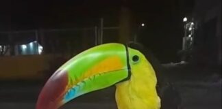 El amor de Aidée y el tucansito .