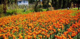 El Fotoparque de Cempasúchil en Tlaxcala: Entre la Tradición, el Turismo y el Espectáculo Visual