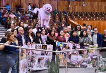 #Veracruz: Congreso eleva a rango constitucional la protección a los animales .