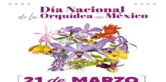México instituye el 21 de marzo como Día Nacional de la Orquídea.