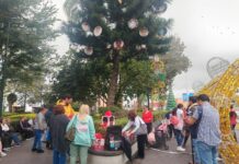 Se incrementa el número de esferas de personas desaparecidas en el Pino de la esperanza: Colectivos de búsqueda .