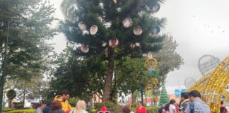 Se incrementa el número de esferas de personas desaparecidas en el Pino de la esperanza: Colectivos de búsqueda .