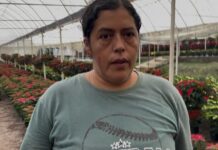 Productores de La Estanzuela inician venta de flor de nochebuena 2025