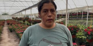 Productores de La Estanzuela inician venta de flor de nochebuena 2025