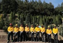 #Veracruz: Primer corte legal de árbol navideño fortalece la silvicultura sustentable .