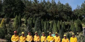 #Veracruz: Primer corte legal de árbol navideño fortalece la silvicultura sustentable .