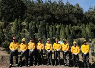 #Veracruz: Primer corte legal de árbol navideño fortalece la silvicultura sustentable .