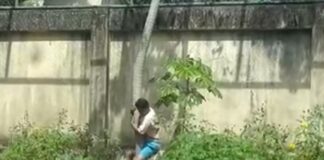 Muere joven tras ataque de leona en zoológico de Brasil .