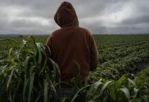 Niñez migrante explotada y fumigada en campos de California.
