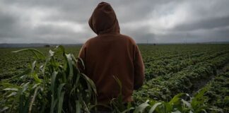 Niñez migrante explotada y fumigada en campos de California.