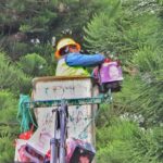 Colocan esferas en el “Pino de la Esperanza” para recordar a sus desaparecidos en Xalapa