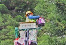 Colocan esferas en el “Pino de la Esperanza” para recordar a sus desaparecidos en Xalapa