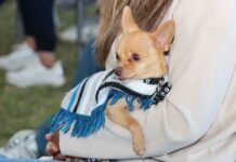 Recomendaciones para atender a tu mascota en caso de emergencia