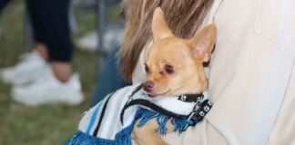 Recomendaciones para atender a tu mascota en caso de emergencia