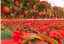 La tradición de la Flor de nochebuena como símbolo navideño.
