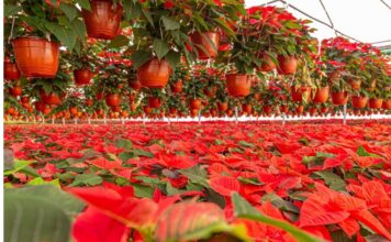 La tradición de la Flor de nochebuena como símbolo navideño.