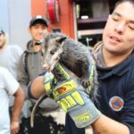 Rescatan a tlacuache que se ocultó en el motor de un vehículo en el centro de Xalapa.