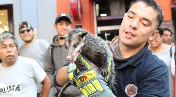 Rescatan a tlacuache que se ocultó en el motor de un vehículo en el centro de Xalapa.