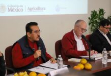 SADER y Sedarpa anuncian Plan para recuperar la citricultura en la zona norte.