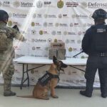 SSP detiene a 55 personas y asegura más de 437 dosis de presuntos estupefacientes