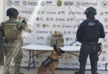 SSP detiene a 55 personas y asegura más de 437 dosis de presuntos estupefacientes