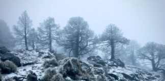 Conagua aclara que solo se han registrado dos nevadas en el Cofre.