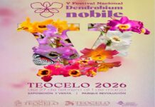 Anuncian en Teocelo el Festival Nacional del Dendrobium Nobile. #Orquídeas