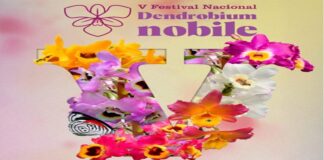 Anuncian en Teocelo el Festival Nacional del Dendrobium Nobile. #Orquídeas